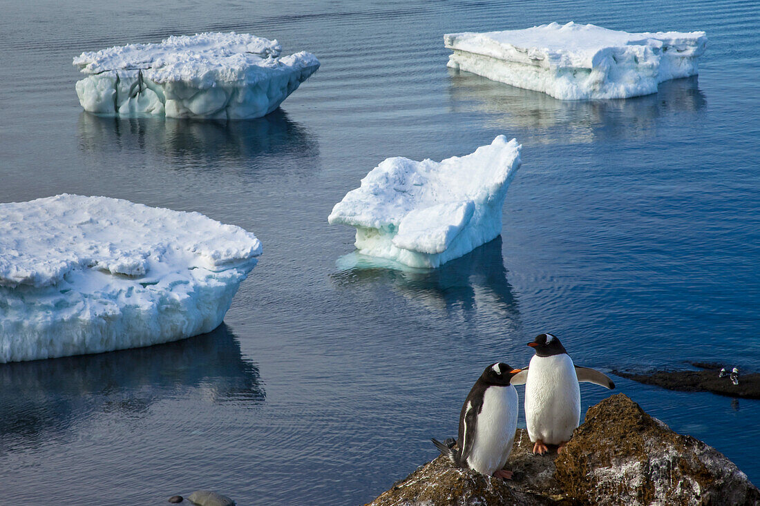 A pair of gentoo penguins stand on a cliff above icebergs.