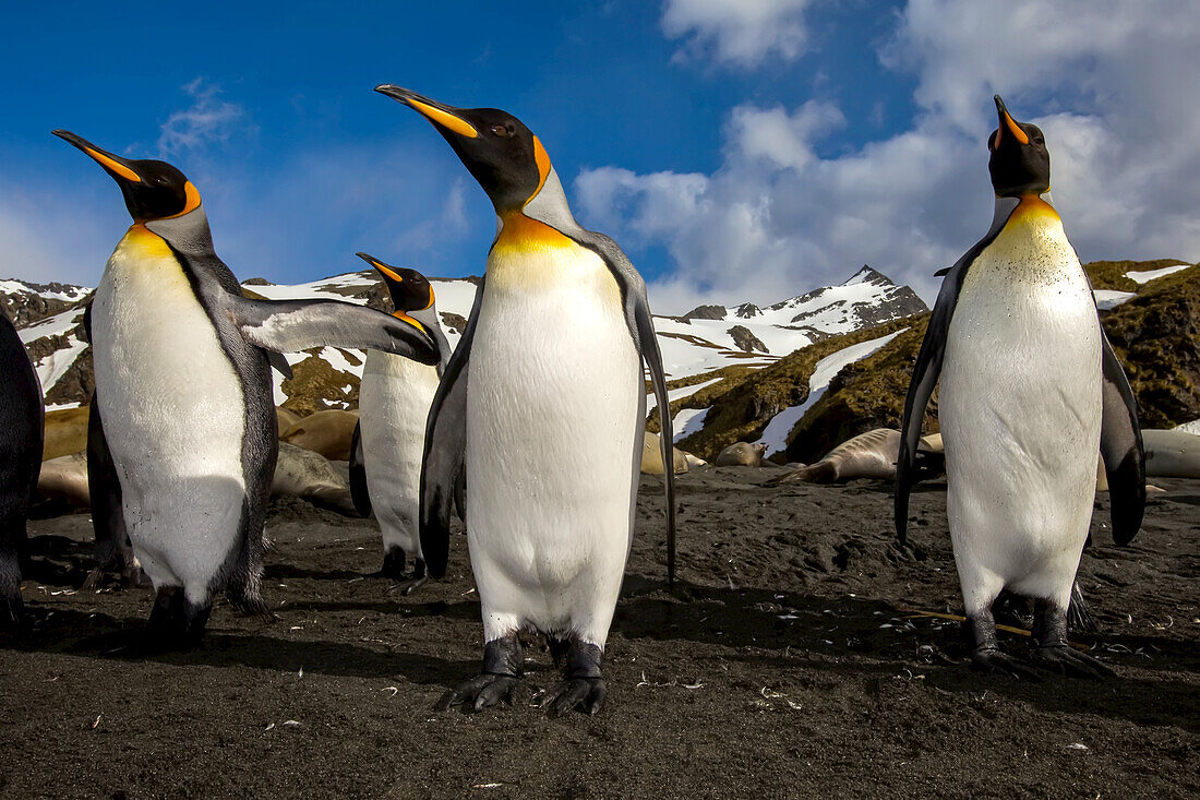 Close up of four king penguins, Aptenodytes patagonicus.