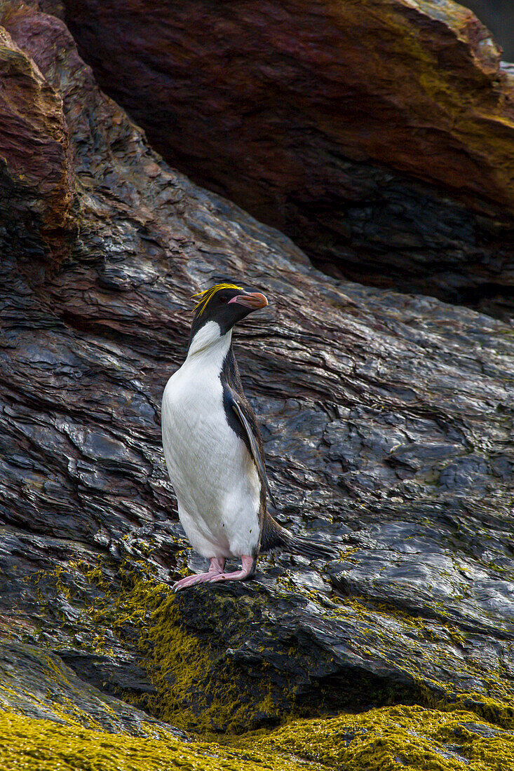 Ein Makkaroni-Pinguin steht auf einem mit Algen bewachsenen Felsen.