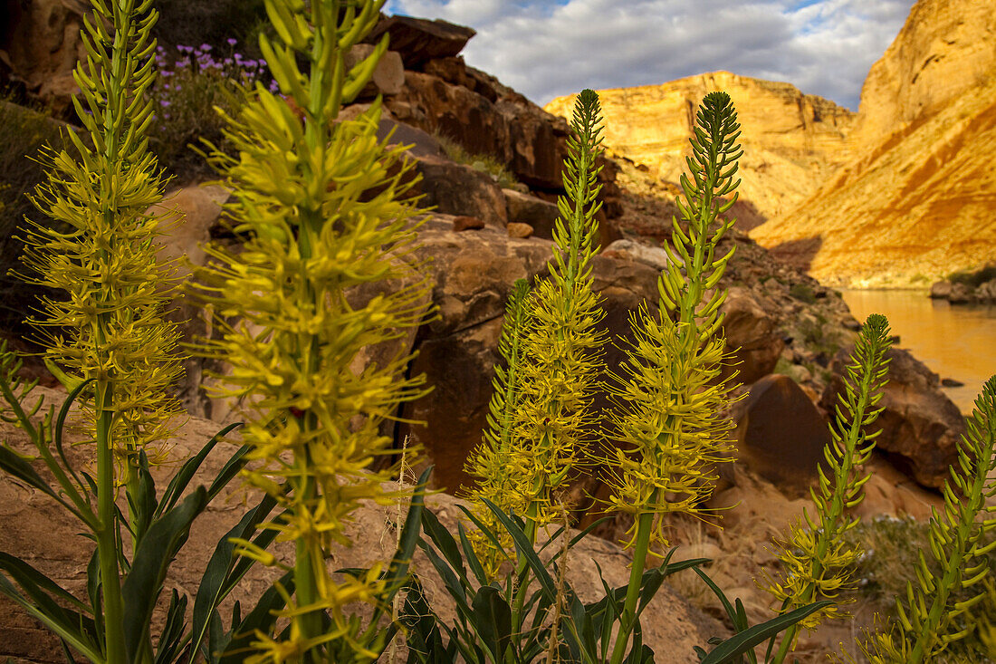 Eine Prinzessinnenfahne wächst in einem Canyon am Colorado River.