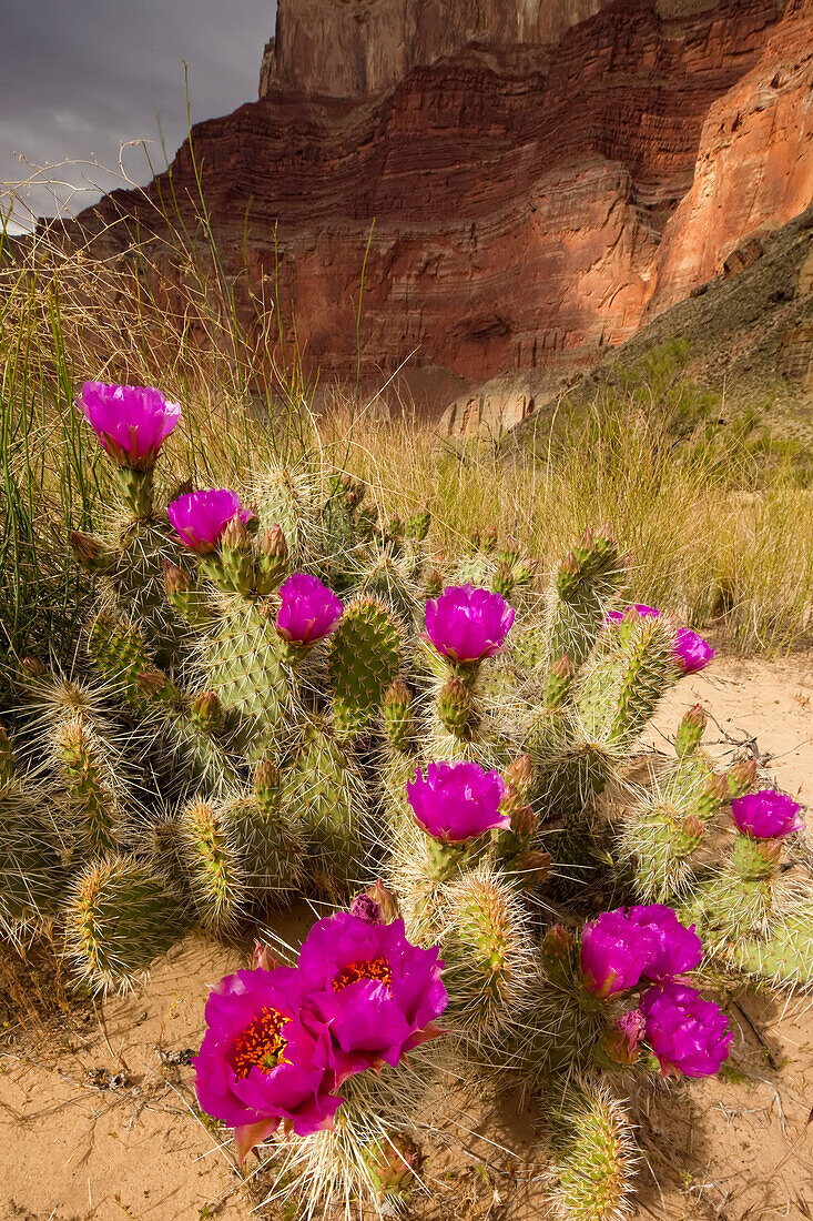 Grizzly bear prickly pear cactus, Opuntia erinacea.