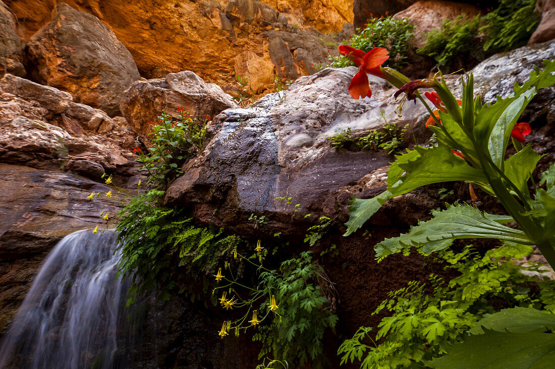 Crimson monkey and yellow columbine grow on rocks near a waterfall.