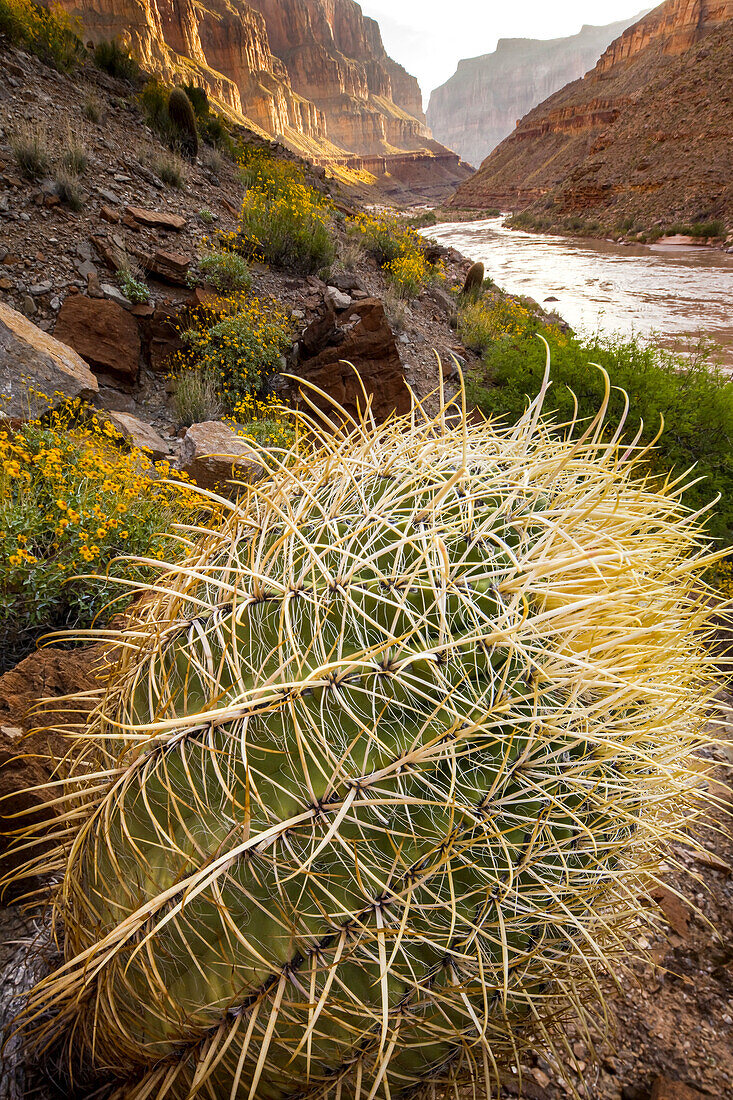 Close up of a California barrel cactus, Ferocactus cylindraceus.