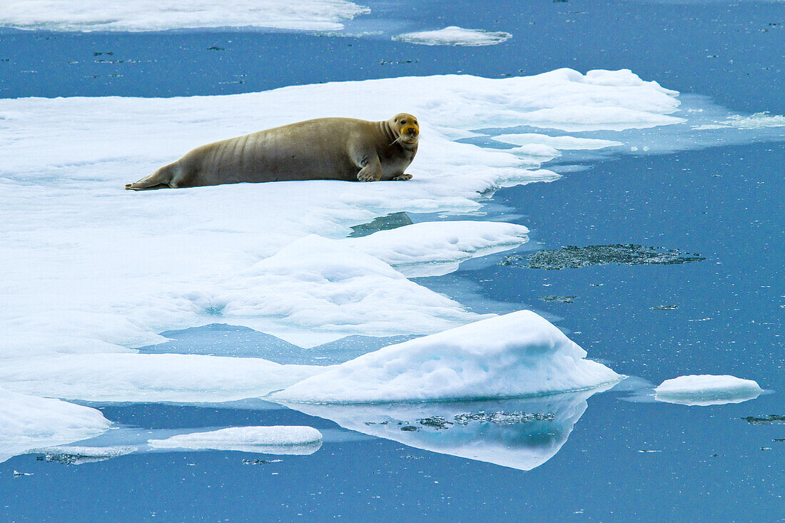 A bearded seal rests on pack ice on the Arctic Ocean.