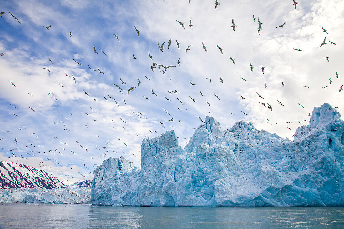Kittiwakes fly above a blue glacier and the Arctic Ocean.