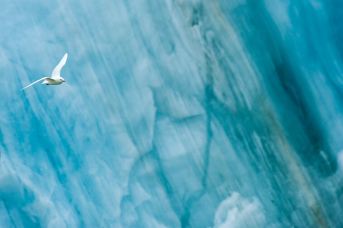 An ivory gull flies against a blue glacier backdrop.