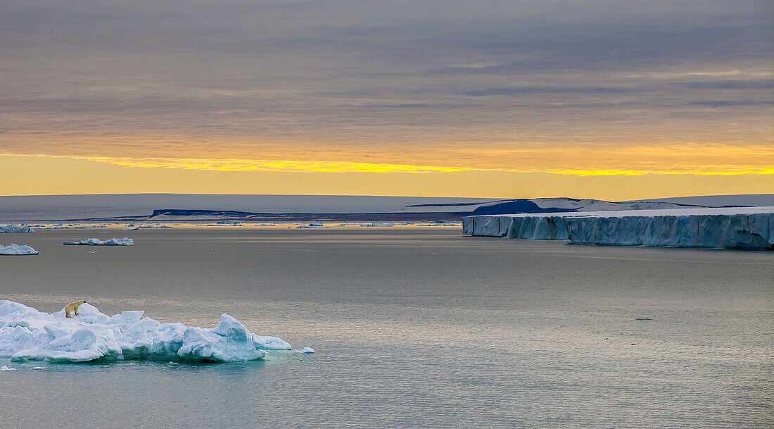Eisbär (Ursus maritimus) auf Eisberg in einer schmelzenden Welt, Eiskappe, Nordostland in der Dämmerung, National Geographic Explorer; Svalbard Archipeligo, Norwegen