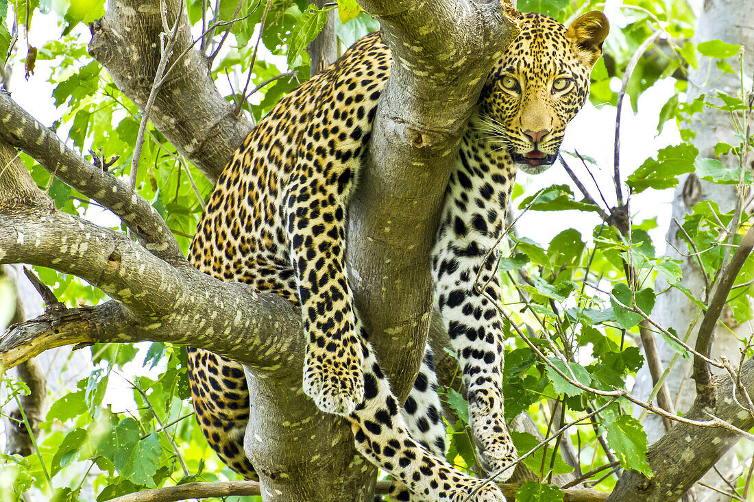 A leopard hangs from a branch in a mopani tree.
