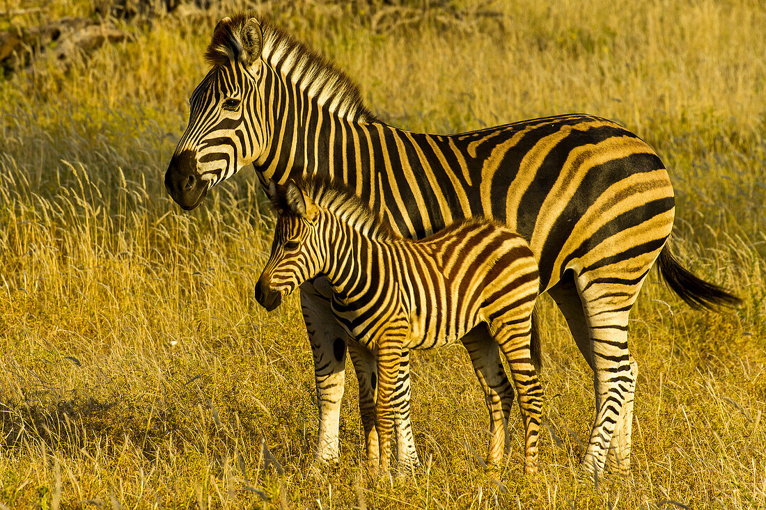 Ein Buchell-Zebra-Kalb steht neben einem erwachsenen Tier.