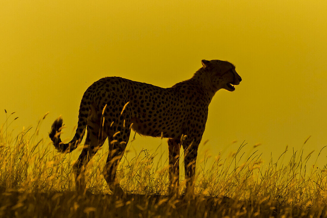 Silhouette of a cheetah against a yellow sunset.