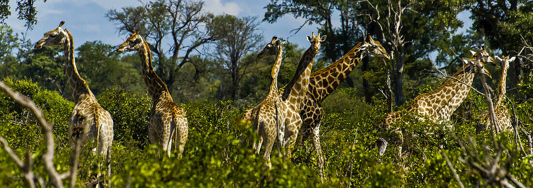 A large group of giraffes amid green leafy trees.