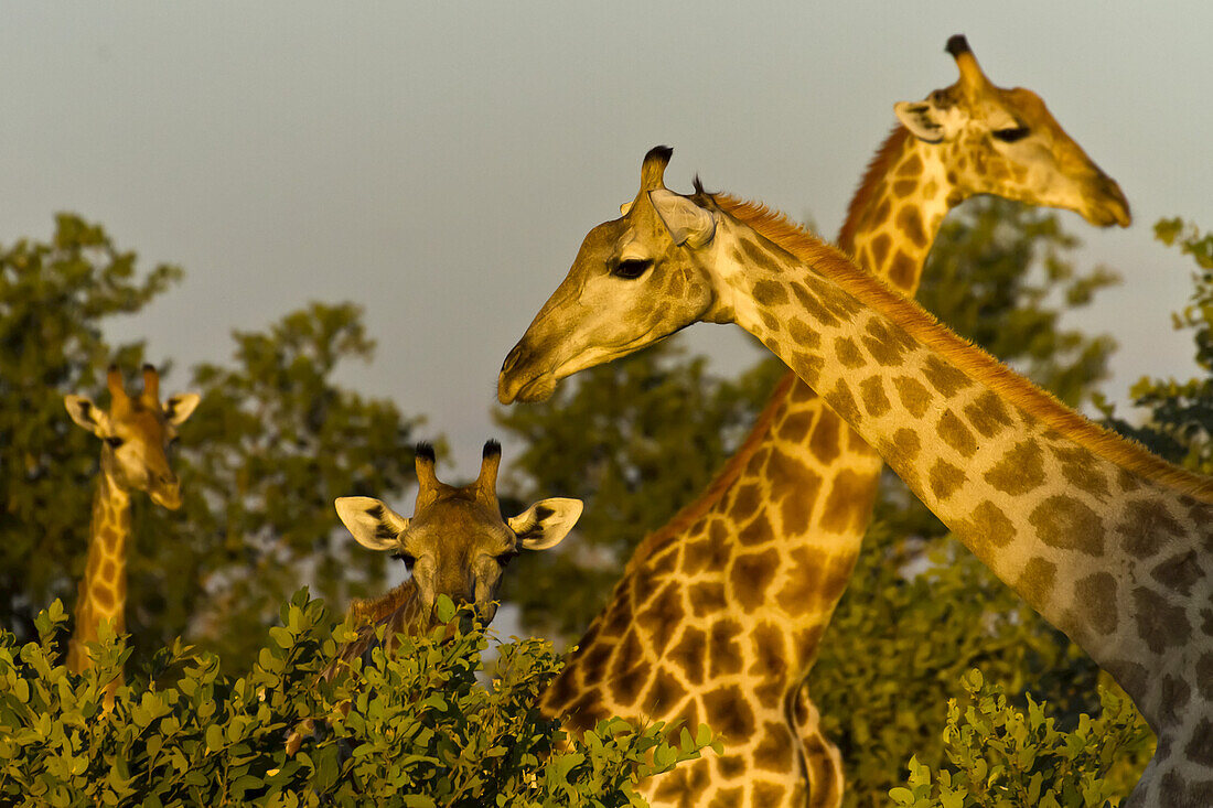 Kopf und Hälse von vier Giraffen über Bäumen.