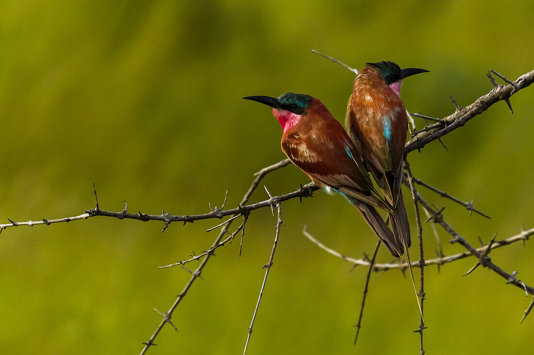 Colorful Carmine bee-eaters perched on a thorn-covered branch.