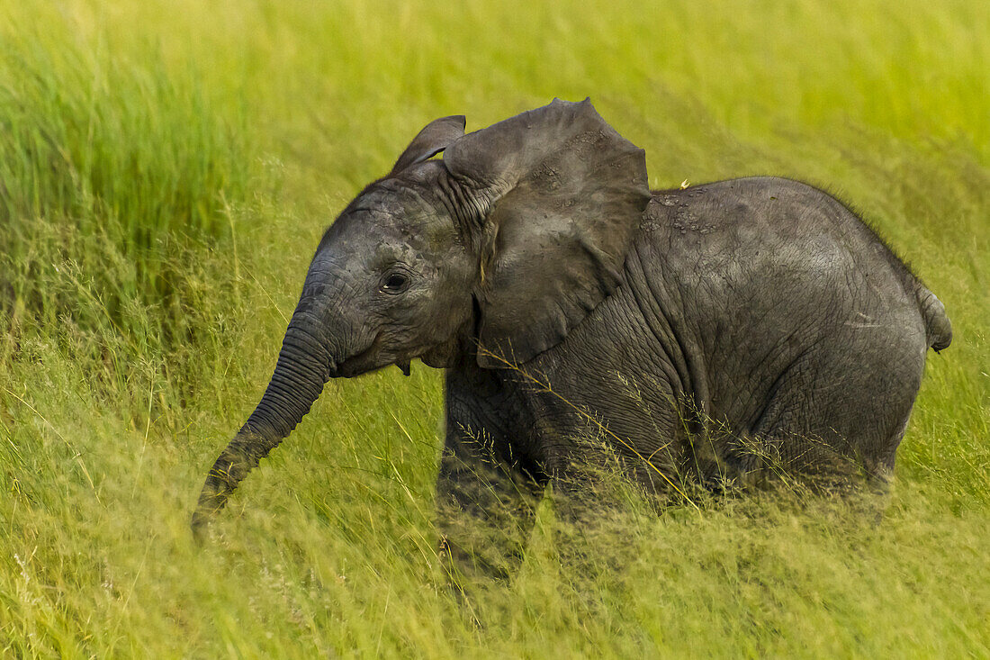 A baby elephant walking through bright green grass.