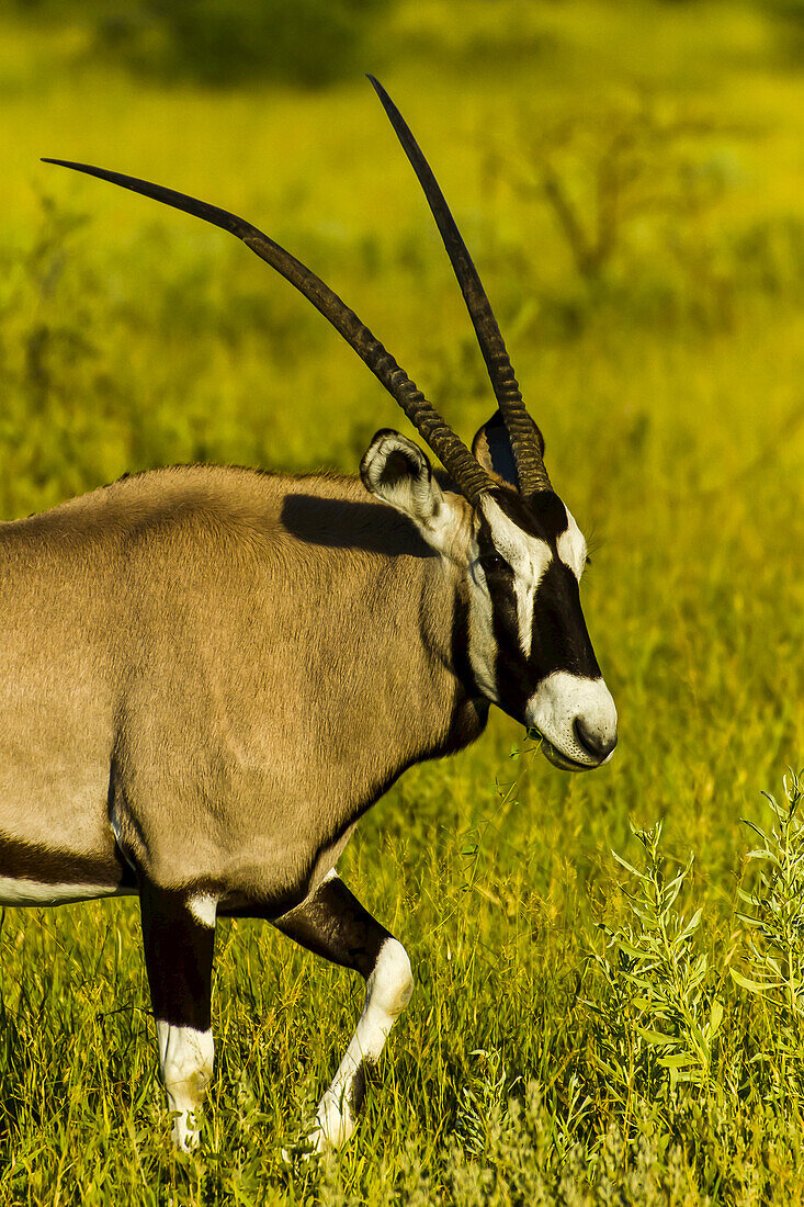 Side view of the head and shoulders of an oryx.