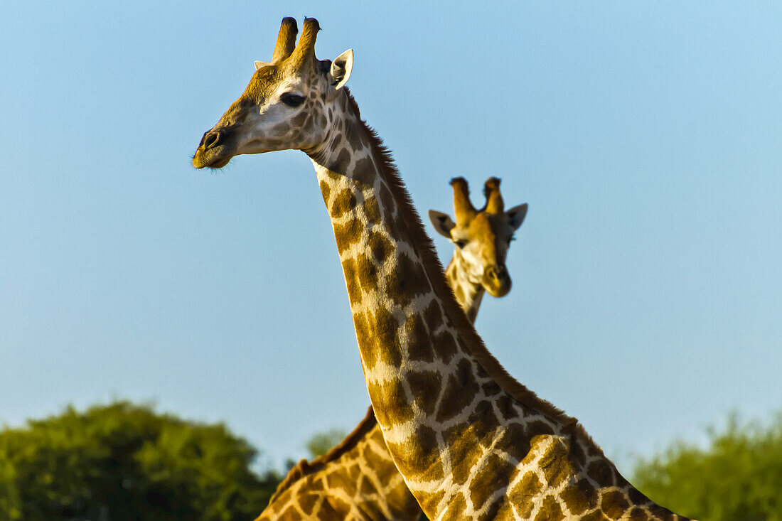 Kopf und Hälse von zwei Giraffen.