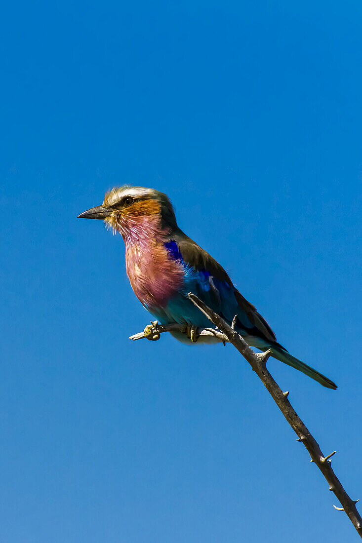 A lilac-breasted roller perched on a thorny branch.