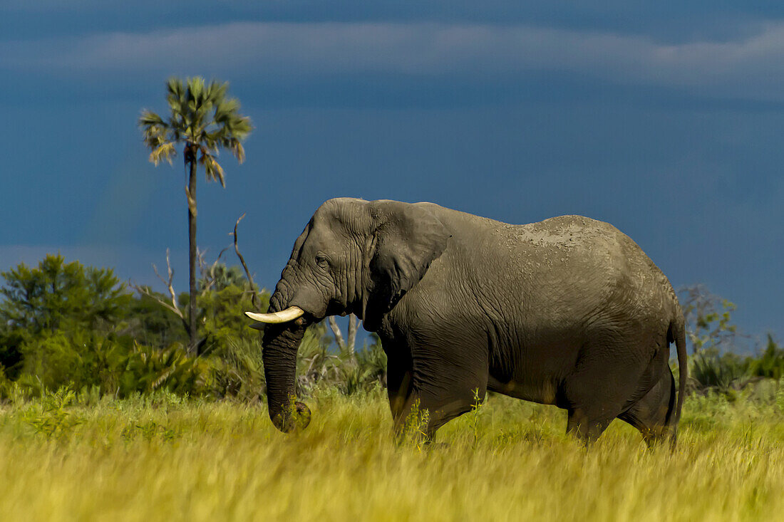Seitenansicht eines afrikanischen Elefanten und einer Palme.