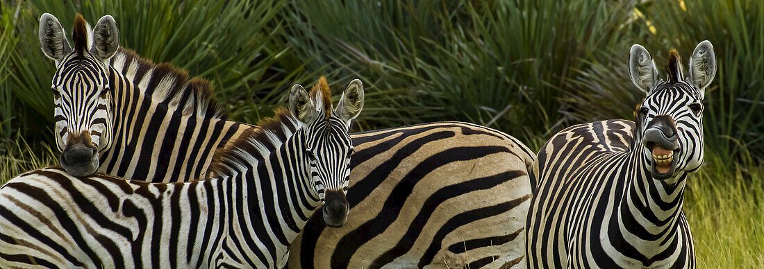 Drei Burchell's Zebras, eines davon zeigt seine Zähne.
