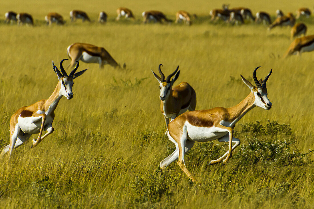 Springbok run together on the African plains.