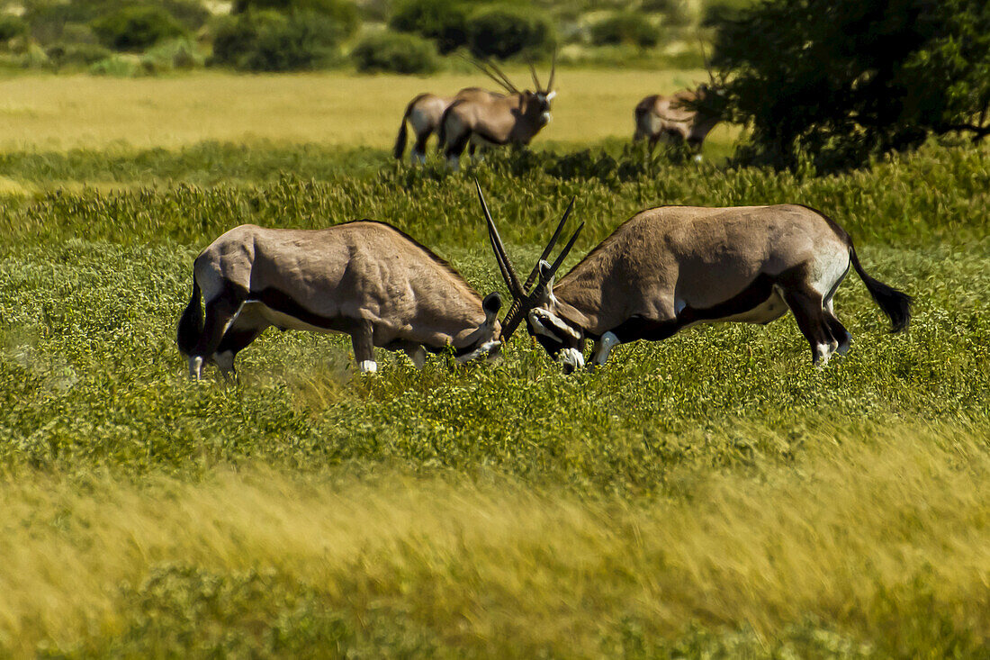 Two male oryx joust with their horns in a territorial display.