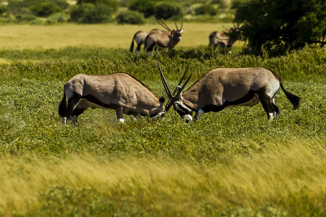 Zwei männliche Oryxantilopen stoßen mit ihren Hörnern aneinander, um ihr Territorium zu verteidigen.