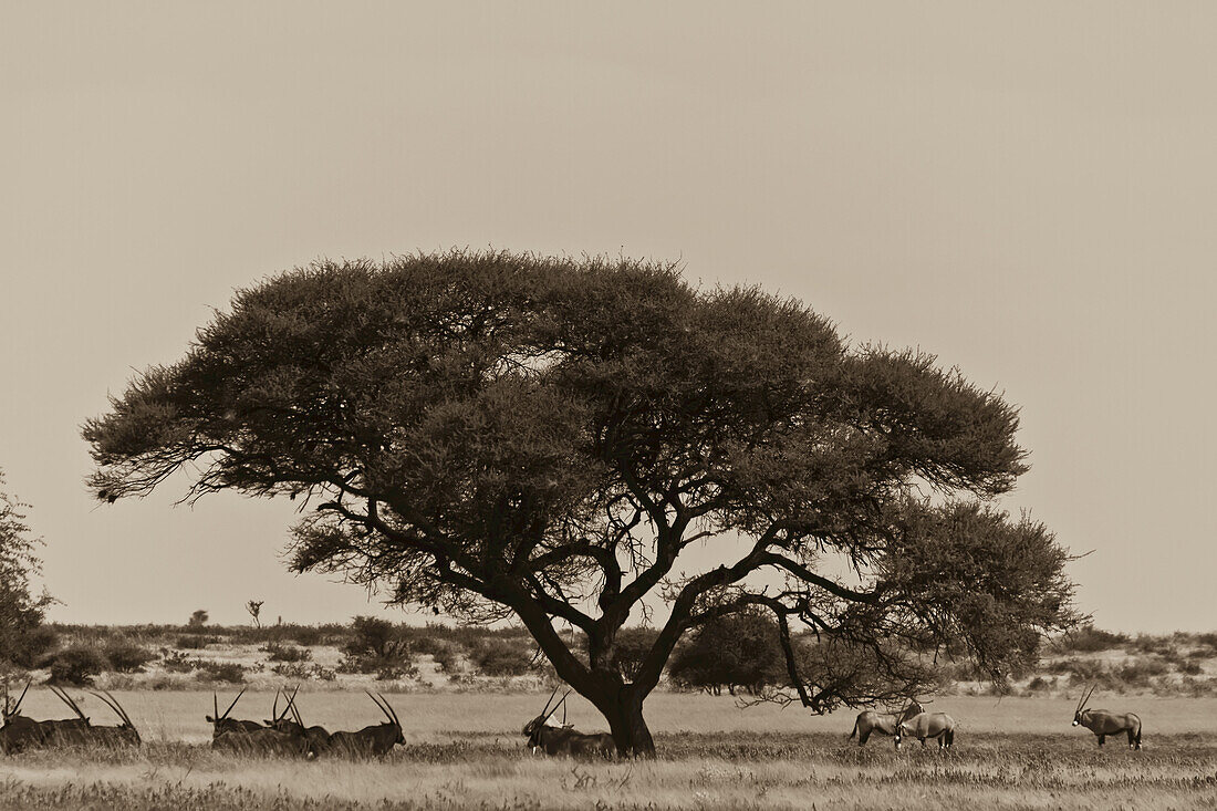 Eine Gruppe Oryxantilopen ruht im Schatten eines Akazienbaums.