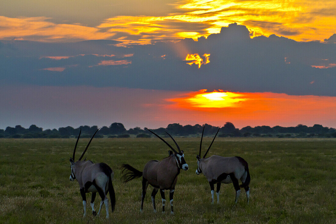 Drei Oryxantilopen auf der Ebene bei Sonnenaufgang.