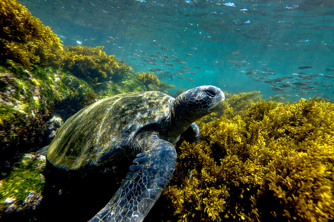 Eine grüne Meeresschildkröte, Chelonia mydas, unter Wasser.