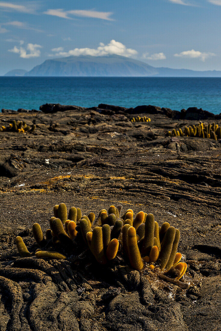Lava-Kaktus an einem vulkanischen Strand.