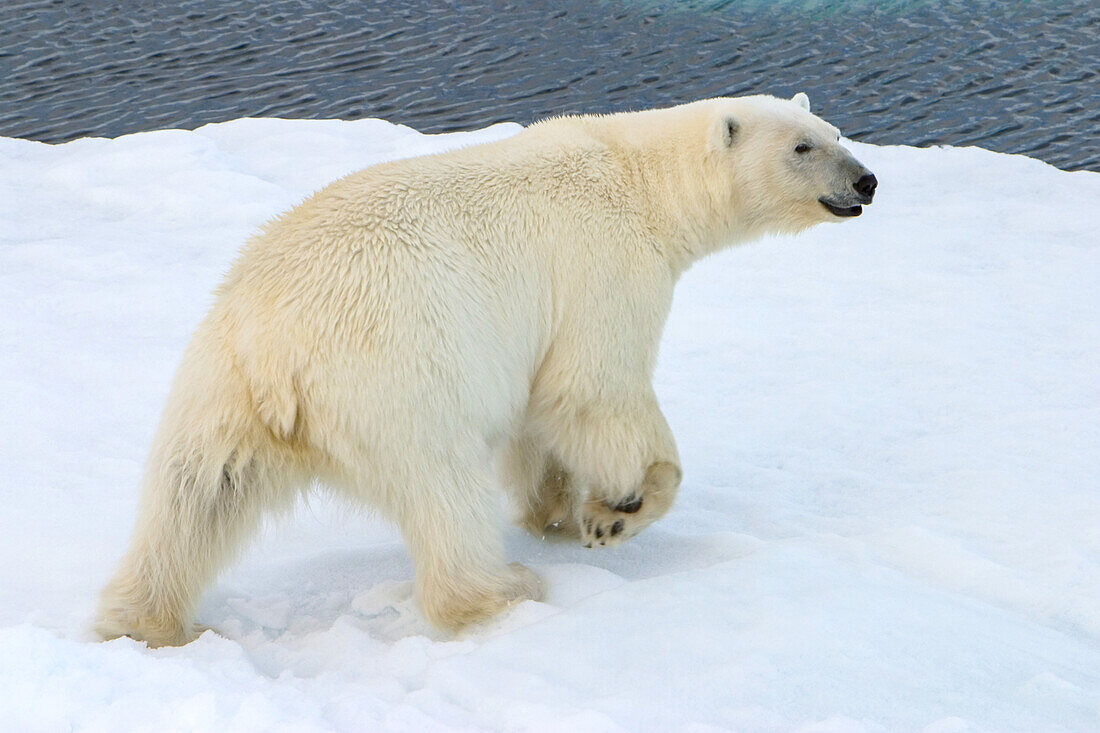 Portrait of a polar bear, Ursus maritimus, on the pack ice.
