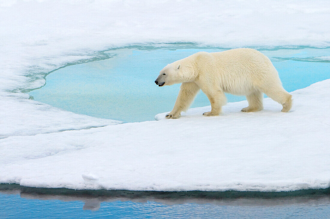 Ein Eisbär, Ursus maritimus, auf dem Packeis geht an einem blauen Pool vorbei.