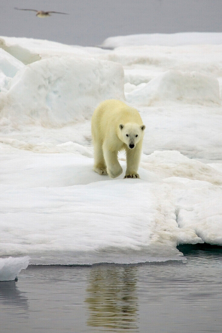 A polar bear, Ursus maritimus, on ice pack, approaching water.