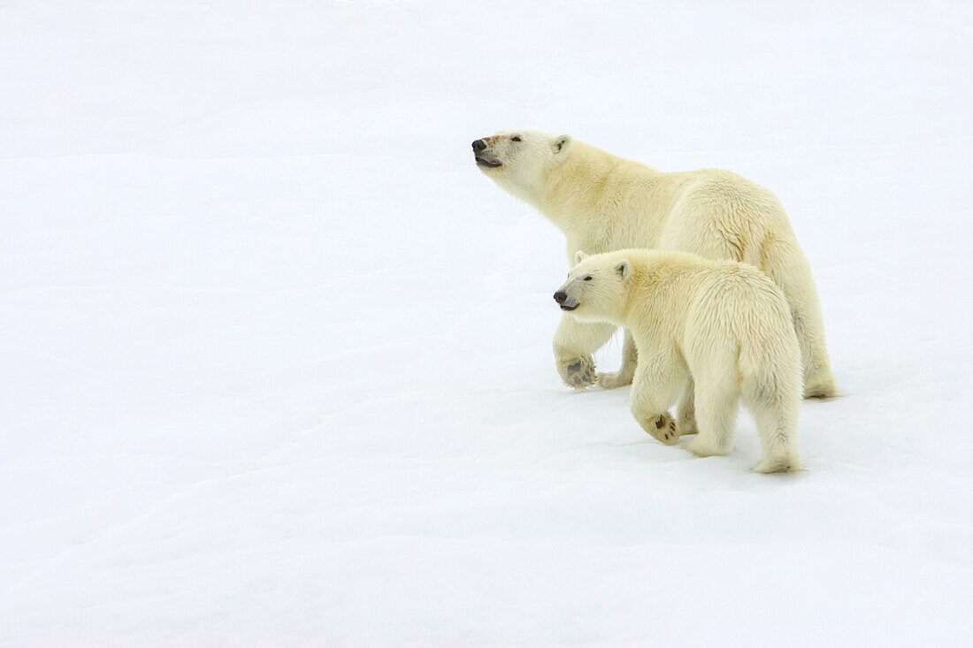 A polar bear, Ursus maritimus, and her cub walking across pack ice.