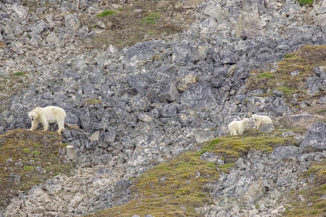 A polar bear, Ursus maritimus, and cubs walking across tundra.