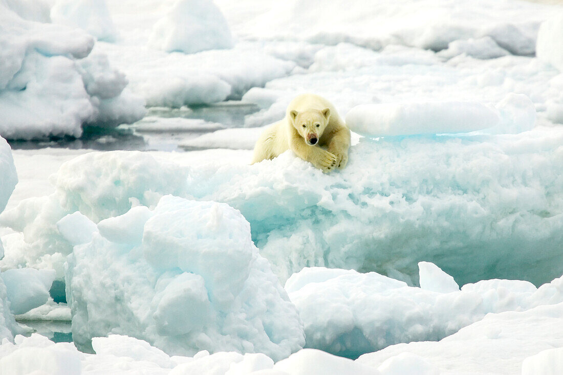 Ein Eisbär ruht sich auf einer Eisscholle aus.