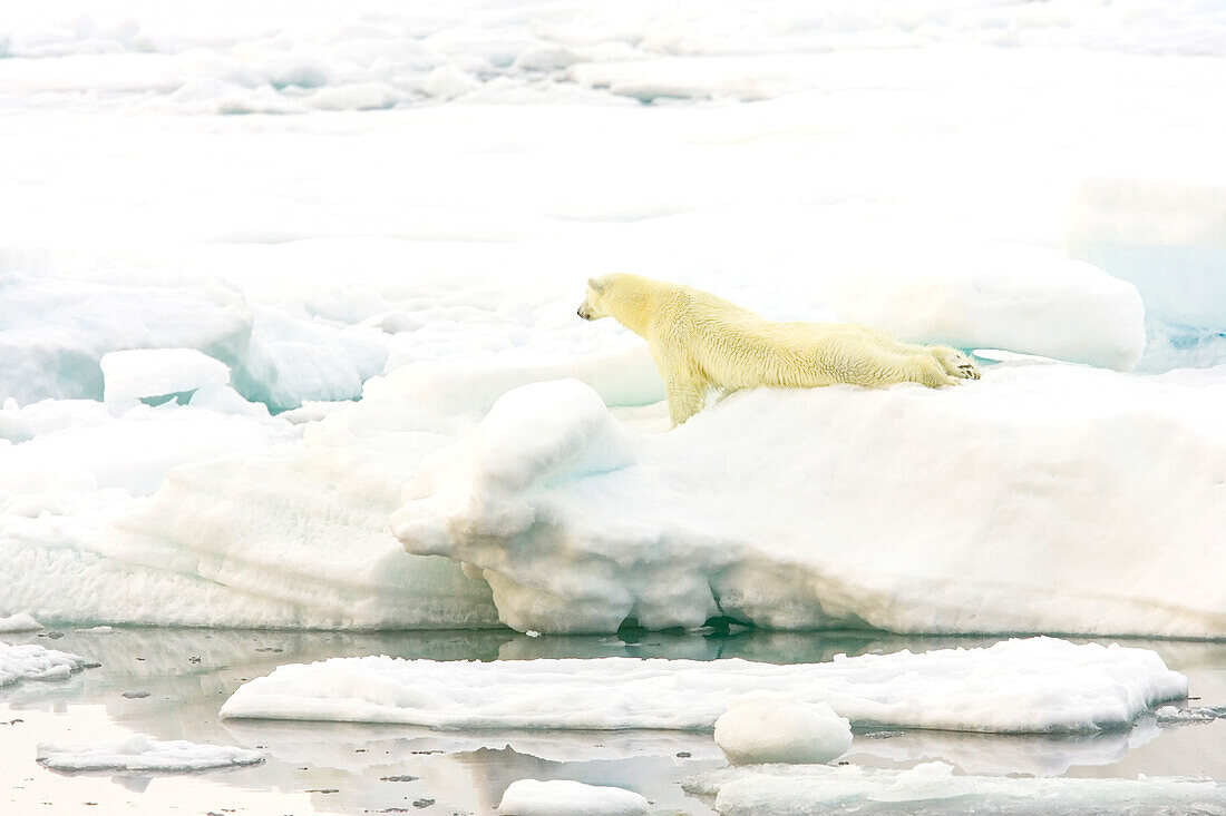 A polar bear stretching on pack ice.