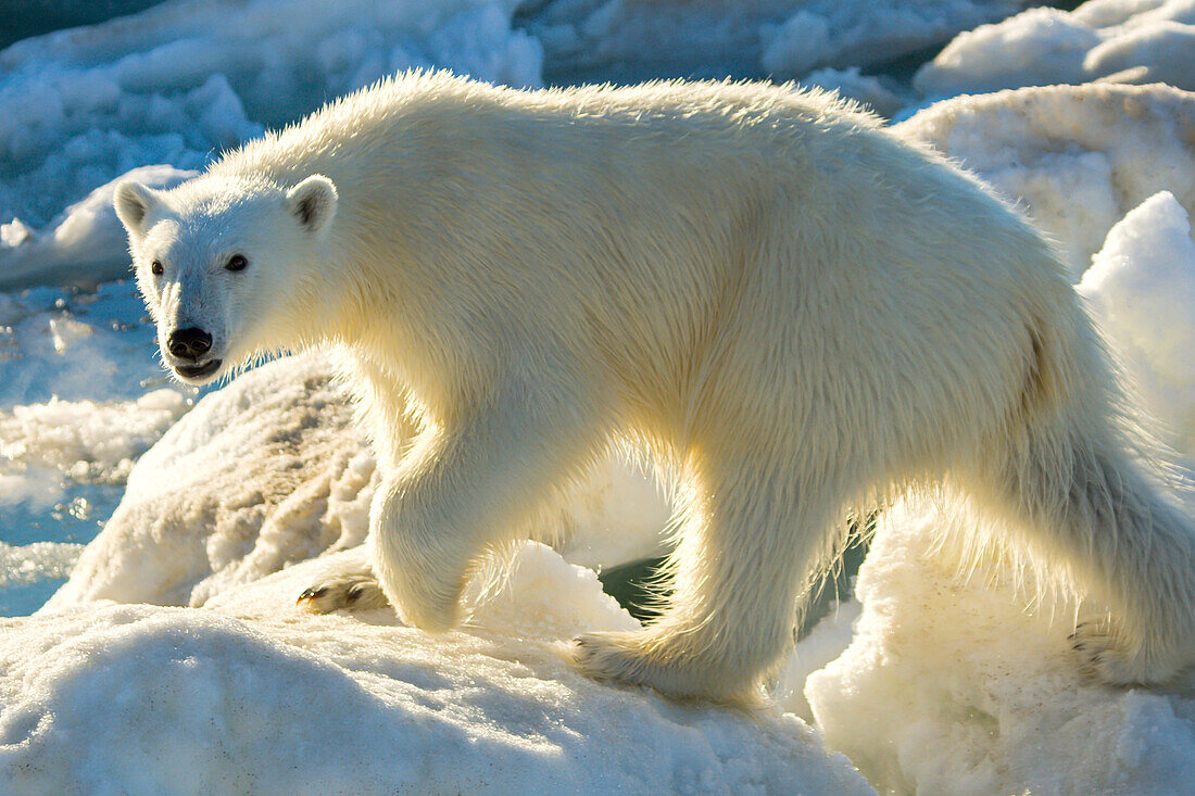 Polar bear, Ursus maritimus, on the pack ice.
