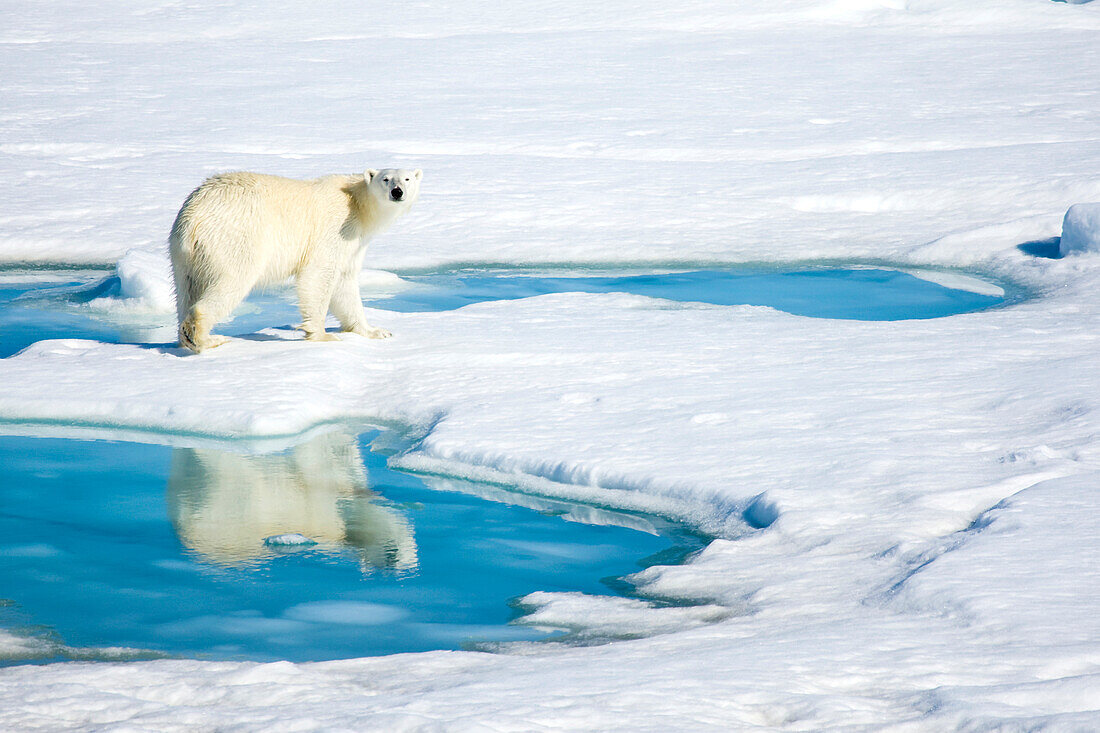 Polar bear, Ursus maritimus, on the pack ice.