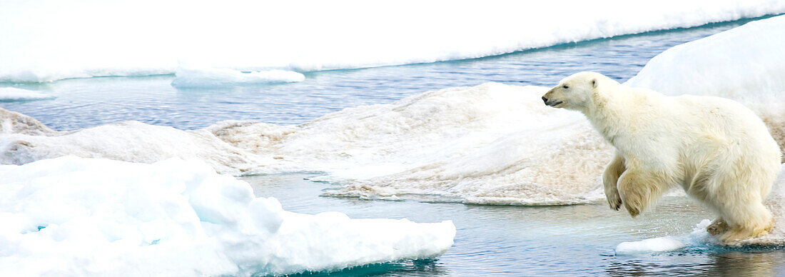 Eisbär, Ursus maritimus, springt auf Packeis am Rande des Wassers.