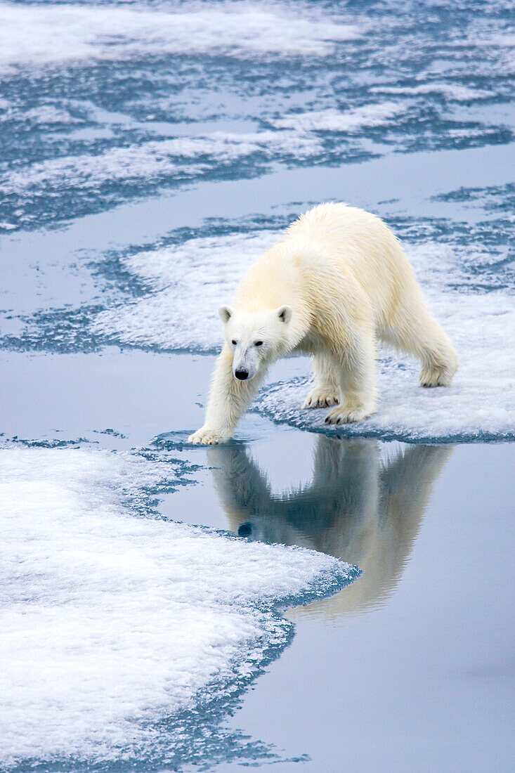 Polar bear, Ursus maritimus, on pack ice.