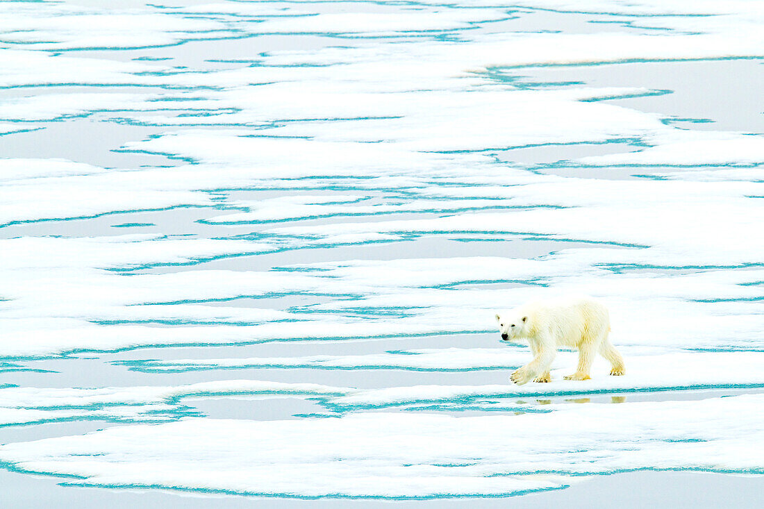 A polar bear walks on pack ice.