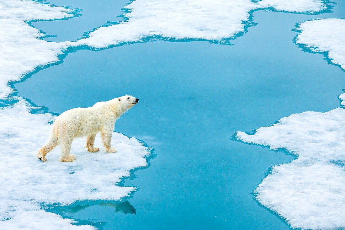 A polar bear approaches the Arctic Ocean's edge.