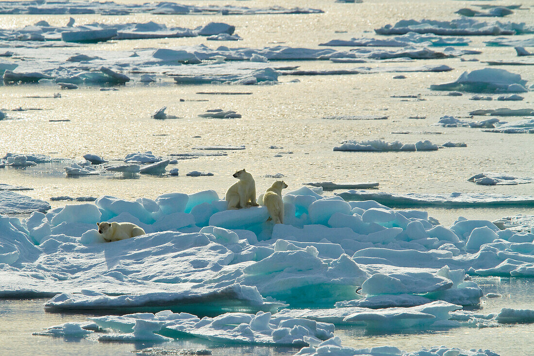 Drei Eisbären klettern auf dem arktischen Eis.