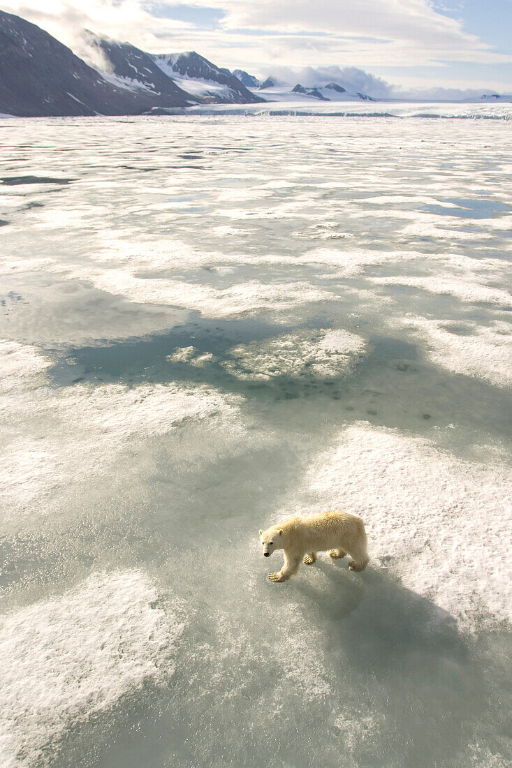 Ein Eisbär wandert über das Packeis des Svalbard Archipels.