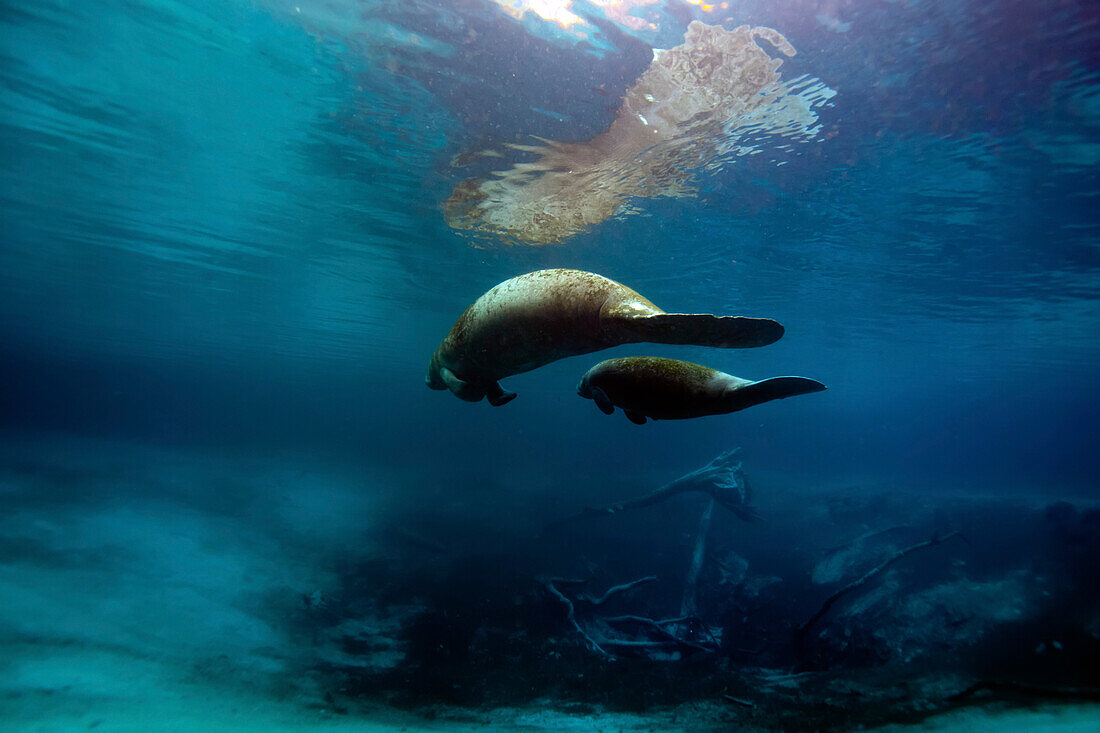 Two West Indian Manatees swim together in Crystal River.