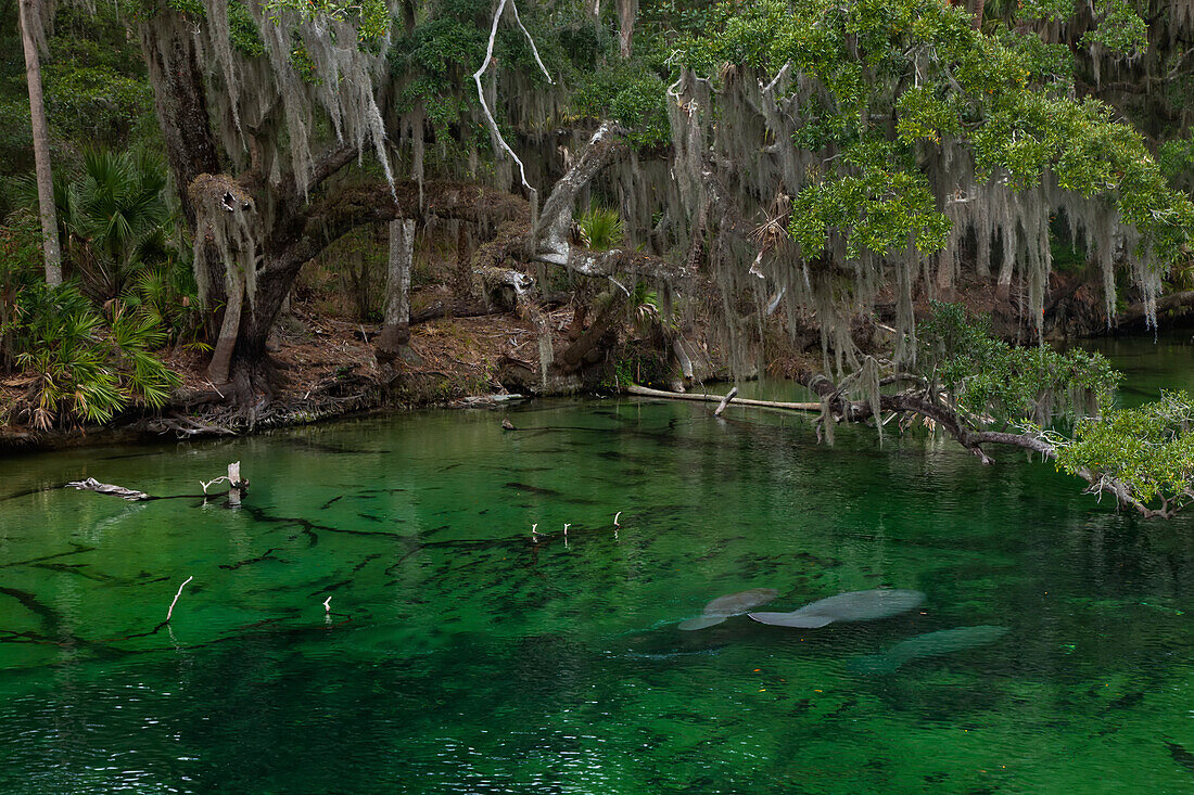 Three West Indian manatees rest underwater in Blue Springs State Park.