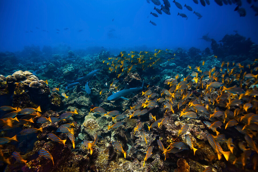 A tiger shark observes its prey, the white tip reef shark, from afar.