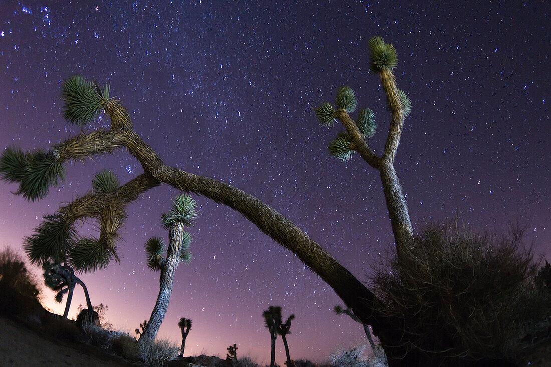 Joshua trees under the Milky Way.