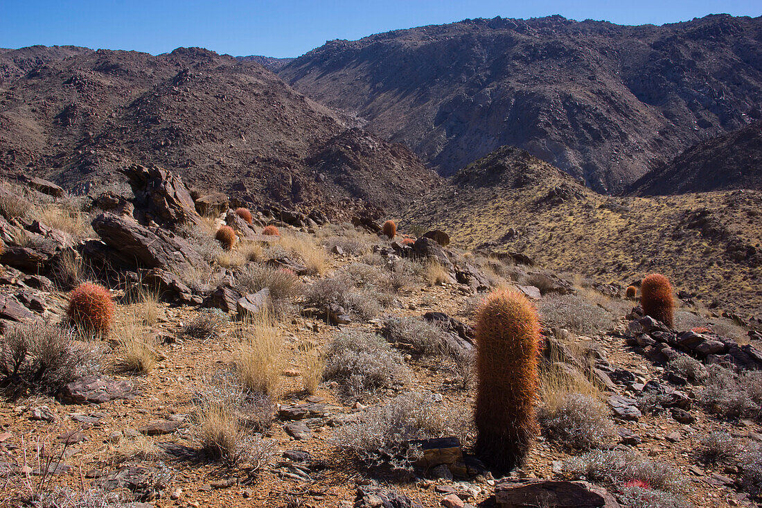 Barrel cacti in Joshua Tree National Park.